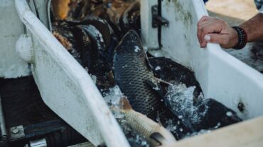 Jesenná násada jesetera, kapra a pstruha