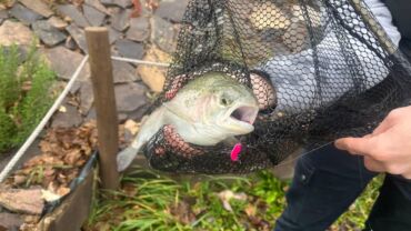 Ďalšia násada pstruhov